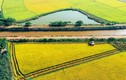 Bà Rịa – Vũng Tàu: Giảm diện tích đất nông nghiệp 