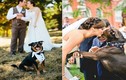 Những chú chó đáng yêu trong ngày cưới “lấn át” chú rể
