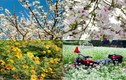 Lặng người ngắm những mùa hoa tuyệt mỹ ở Mộc Châu 