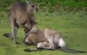 Kinh hoàng trận đấu nảy lửa giữa hai võ sĩ kangaroo