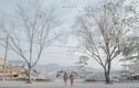Hoa ban nở trắng trời, Đà Lạt đẹp mộng mơ tựa phim truyện Nhật Bản
