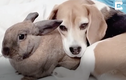 Video: Cặp bạn thân chó và thỏ siêu tình cảm gây sốt mạng xã hội