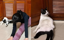 Không nhịn nổi cười với chú mèo đam mê tập yoga cùng chủ