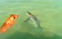 Đại chiến gay cấn giữa chó và cá mập