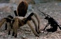 Kịch tính ong bắp cày tử chiến nhện đen