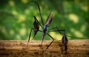 Tận mục loài muỗi xinh đẹp nhất thế giới