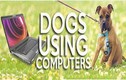 Chết cười xem chó xài laptop như người
