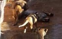 Kinh hãi 3 con sư tử cào xé người tại vườn thú
