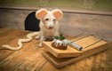 “Hô biến” chú chó dễ thương thành thiệp Noel độc đáo
