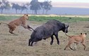 Trâu đơn độc chống lại bầy sư tử đói