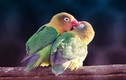 Thú vị bộ ảnh tình yêu của các loài chim