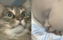 Mèo anh hùng cứu em bé bị bỏ rơi khỏi chết cóng 