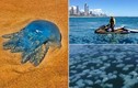 Đàn sứa xanh rầm rộ đổ bộ vùng biển Australia 