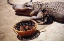 Kinh hoàng nghi vấn chủ cho cá sấu kiểng ăn mèo