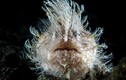 15 sinh vật kỳ dị, rực rỡ dưới đáy biển