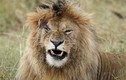 Sư tử đực bị sư tử cái “dằn mặt” đến bị thương
