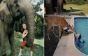 Bé gái làm quen được với mọi loài động vật hoang dã