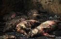 312 con lợn bị thiêu sống trong chuồng bởi pháo hoa