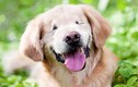 Chú chó mù đem lại nụ cười cho người khuyết tật