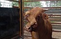 “Quái thai” bò đực có hai khuôn mặt ở Australia
