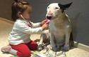 “Chết cười” xem cún yêu kiên nhẫn làm bệnh nhân của bé 