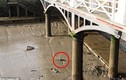 Phát hiện vật thể lạ gây ám ảnh ở sông Thames