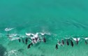 Bất ngờ xem cả đàn cá voi đùa giỡn với sóng biển 