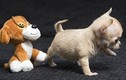 Gặp gỡ chú chó chihuahua nhỏ nhất thế giới
