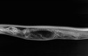 Loạt ảnh X-quang trăn tiêu hóa cá sấu trong bụng gây sốc