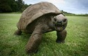 Chiêm ngưỡng “cụ” rùa thọ nhất thế giới 