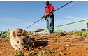 Đội chuột khổng lồ săn bom tinh nhuệ của châu Phi 