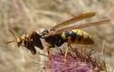 Kinh ngạc chiêu bắt chước loài côn trùng độc của động vật