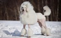 Khám phá bất ngờ về loài chó điệu đà nhất thế giới 