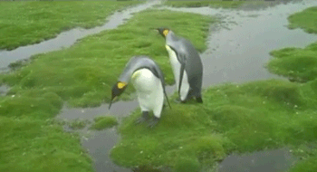 Đôi chim cánh cụt kỳ quặc quyết giữ chân khô ráo 