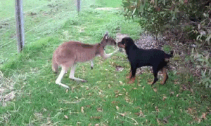 Kỳ lạ kangaroo và chó đen đánh nhau