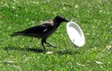 Ngưỡng mộ quạ đen có ý thức môi trường hơn cả người 