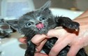 Đau bụng cười chuyện mèo sợ tắm táp (2) 