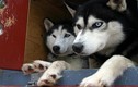 Khám phá gây kinh ngạc về giống chó Husky Sibir 