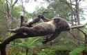 Gấu túi Koala tạo dáng chuyên nghiệp như người mẫu 