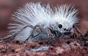 Tận mắt các loài kiến kỳ dị gây hãi hùng nhất 