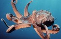 Những sự thật về bạch tuộc khiến bạn phải “há hốc mồm“