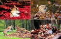 Chùm ảnh động vật giữa mùa thu yêu không tả nổi