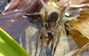 Kinh hãi loài nhện khổng lồ xâm lấn nước Anh