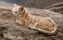 8 bí ẩn thú vị về loài mèo cát