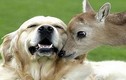 Tình bạn đặc biệt giữa chó và động vật khác loài
