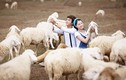 Sự thật thú vị ít biết về loài cừu