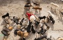 Triệu phú Trung Quốc “trắng tay” vì cứu hàng nghìn chú chó