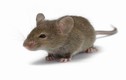 Sửng sốt những khám phá khó tin về loài chuột