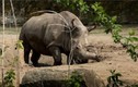 Những sự thật gây sửng sốt về loài tê giác