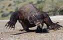 Khám phá gây sửng sốt về rồng Komodo